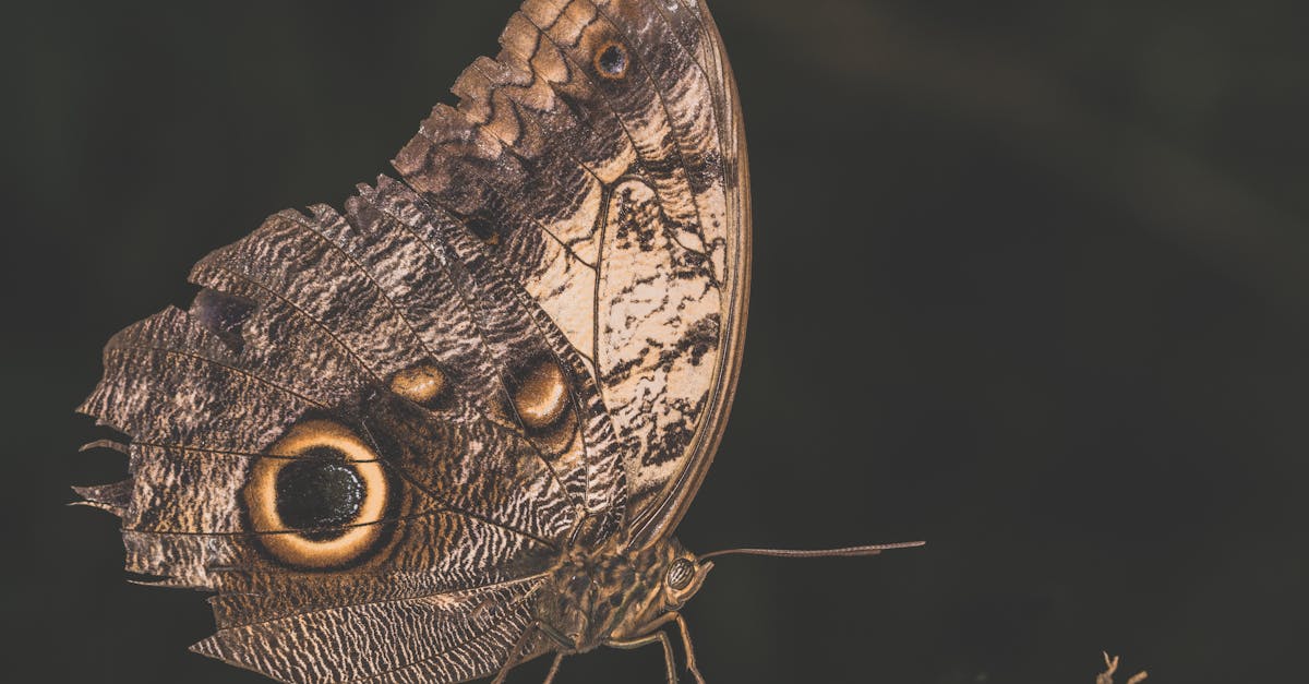 découvrez l'importance de l'éducation environnementale pour sensibiliser les générations futures aux défis écologiques. apprenez comment intégrer des pratiques durables, promouvoir la conservation et engager les communautés dans la protection de notre planète.