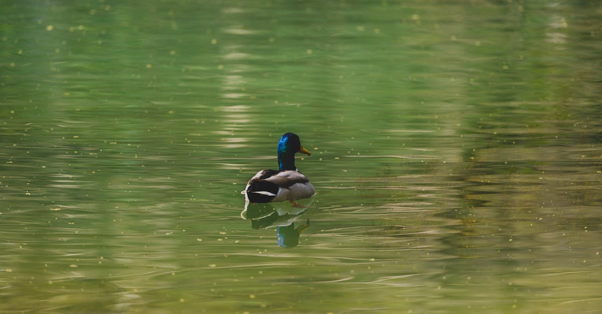découvrez la richesse et l'importance de la biodiversité dans notre écosystème. explorez les espèces, leurs interactions et les menaces qui pèsent sur notre environnement. apprenez comment préserver et protéger la diversité biologique pour les générations futures.