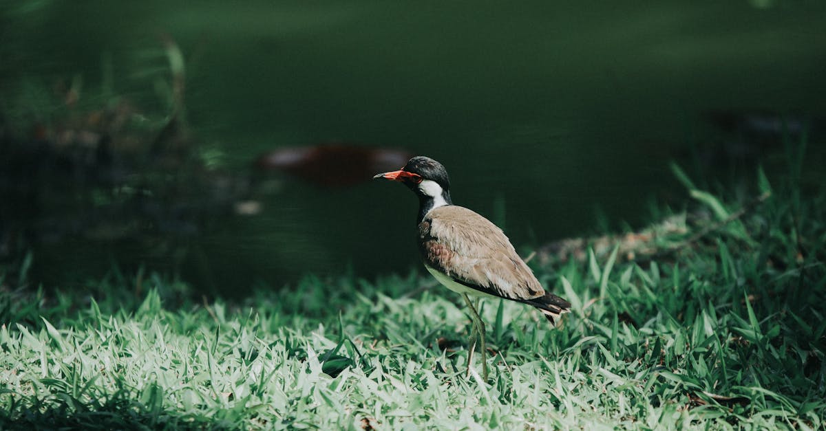 découvrez les normes environnementales qui guident les entreprises vers des pratiques durables. informez-vous sur les réglementations, les initiatives et les offres visant à réduire l'impact environnemental et à promouvoir un avenir plus vert.