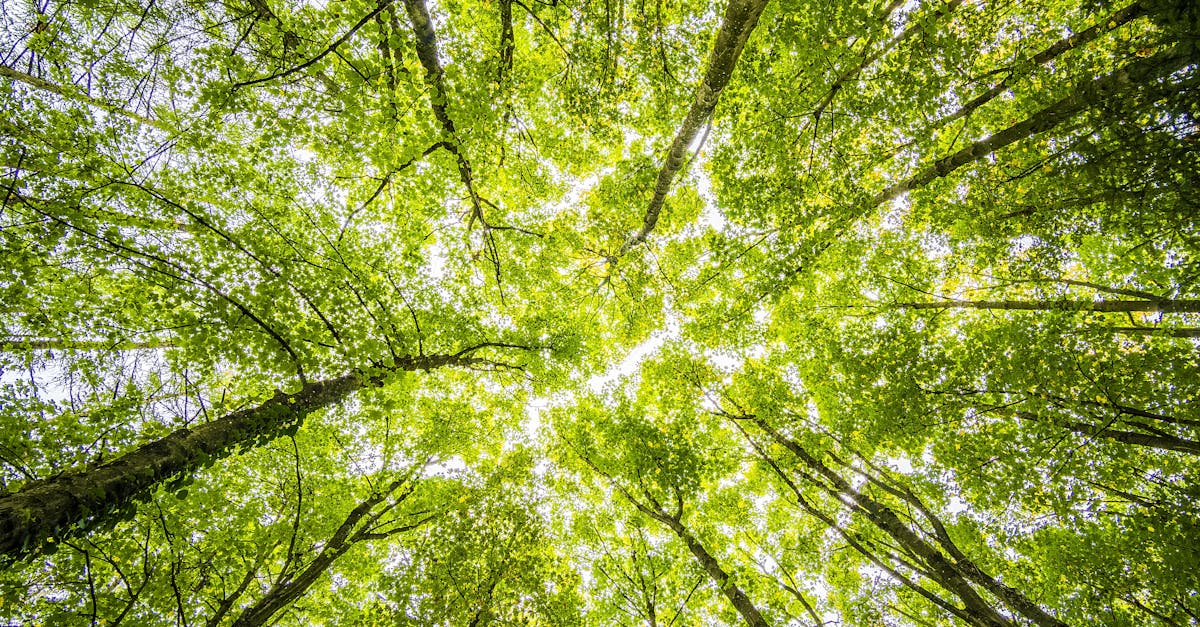 découvrez les avantages de l'énergie verte : une solution durable pour un avenir respectueux de l'environnement. explorez les différentes sources d'énergie renouvelable, comme l'énergie solaire, éolienne et hydraulique, et comment elles contribuent à réduire notre empreinte carbone tout en soutenant une économie durable.