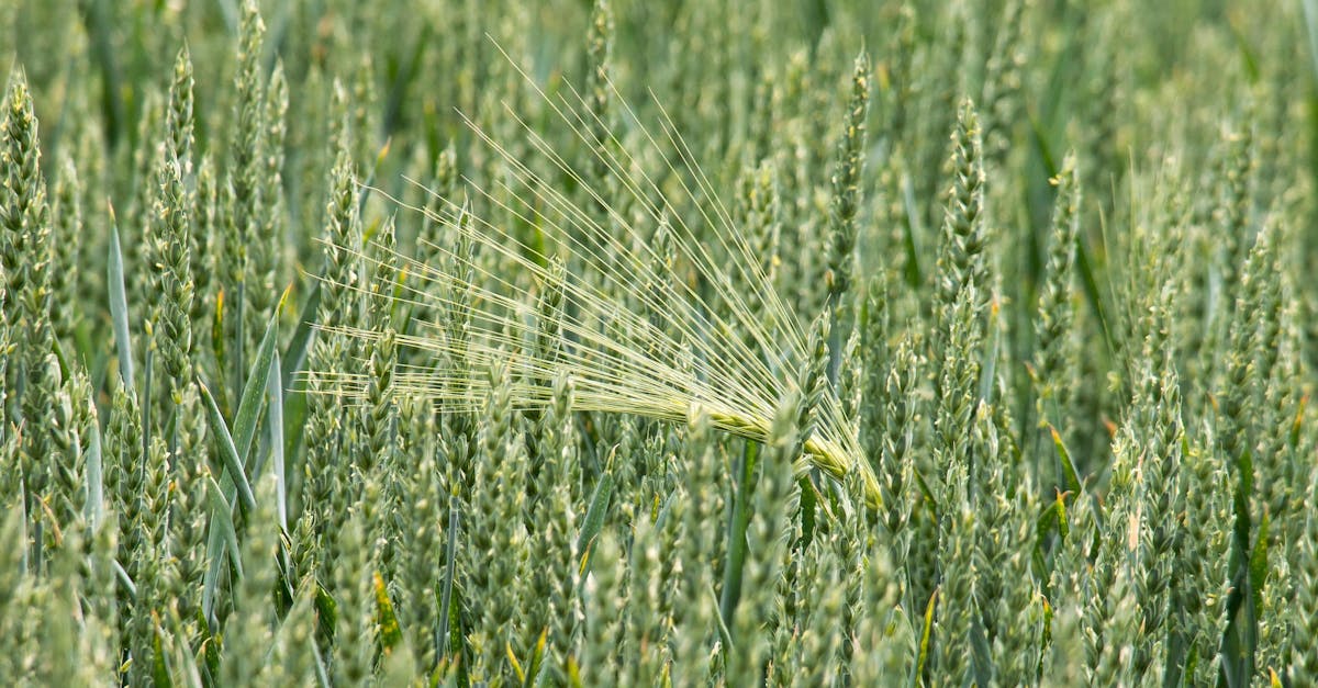 découvrez notre sélection de céréales biologiques, riches en nutriments et cultivées sans pesticides. parfaites pour un petit-déjeuner sain et équilibré, nos céréales satisfont toutes vos envies tout en respectant l'environnement.