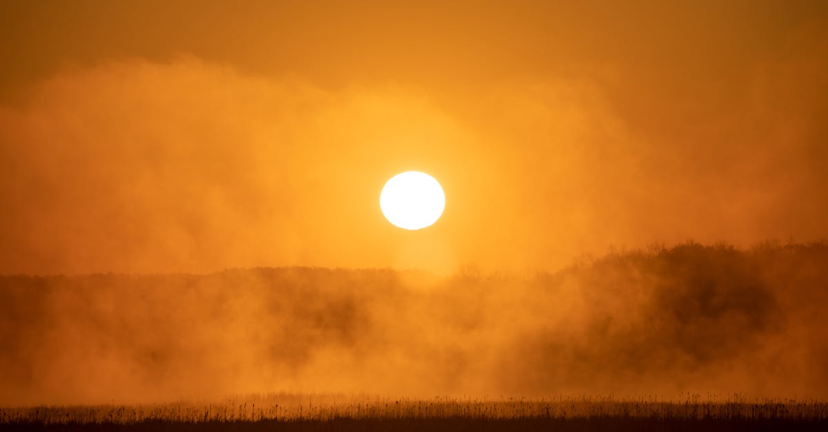 découvrez l'importance des zones humides, écosystèmes riches en biodiversité, et leur rôle crucial dans la régulation climatique, la filtration de l'eau et la protection des espèces menacées.