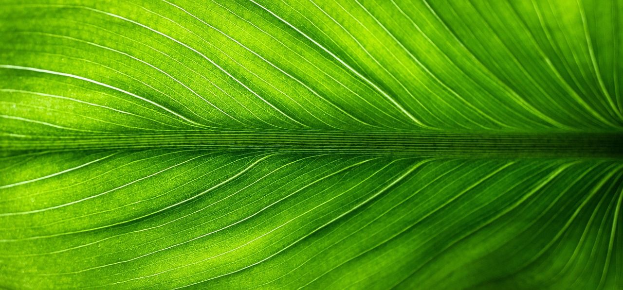 isolation thermique écologique : améliorez le confort de votre habitat tout en respectant l'environnement grâce à des matériaux durables et efficaces.