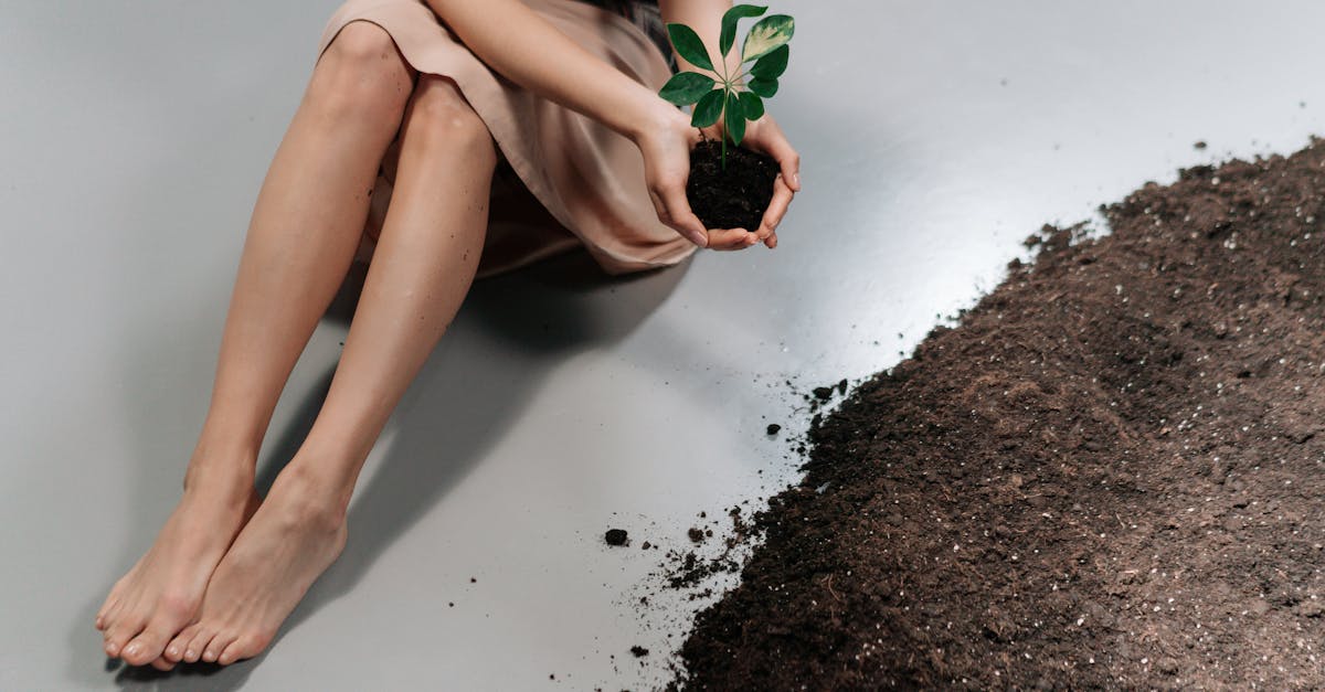 découvrez les méthodes et pratiques essentielles pour la conservation des sols. apprenez comment protéger cette ressource vitale contre l'érosion, améliorer la santé des écosystèmes et garantir une agriculture durable pour un avenir meilleur.