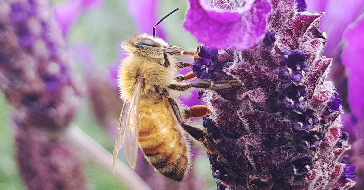 découvrez l'importance de la sensibilisation environnementale et comment elle peut influencer nos choix quotidiens pour un avenir durable. engagez-vous pour la planète et apprenez des gestes simples pour réduire votre empreinte écologique.
