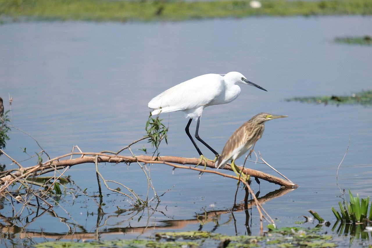 découvrez l'importance de la conservation de l'eau et adoptez des gestes simples pour préserver cette ressource précieuse au quotidien. conseils, astuces et solutions pour économiser l'eau à la maison et au jardin.