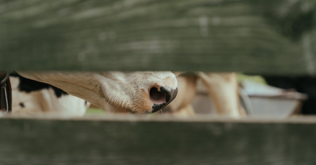 découvrez l'agroécologie, une approche durable de l'agriculture qui combine pratiques traditionnelles et sciences modernes pour préserver l'environnement, améliorer la biodiversité et promouvoir la santé des sols tout en répondant aux besoins alimentaires de demain.