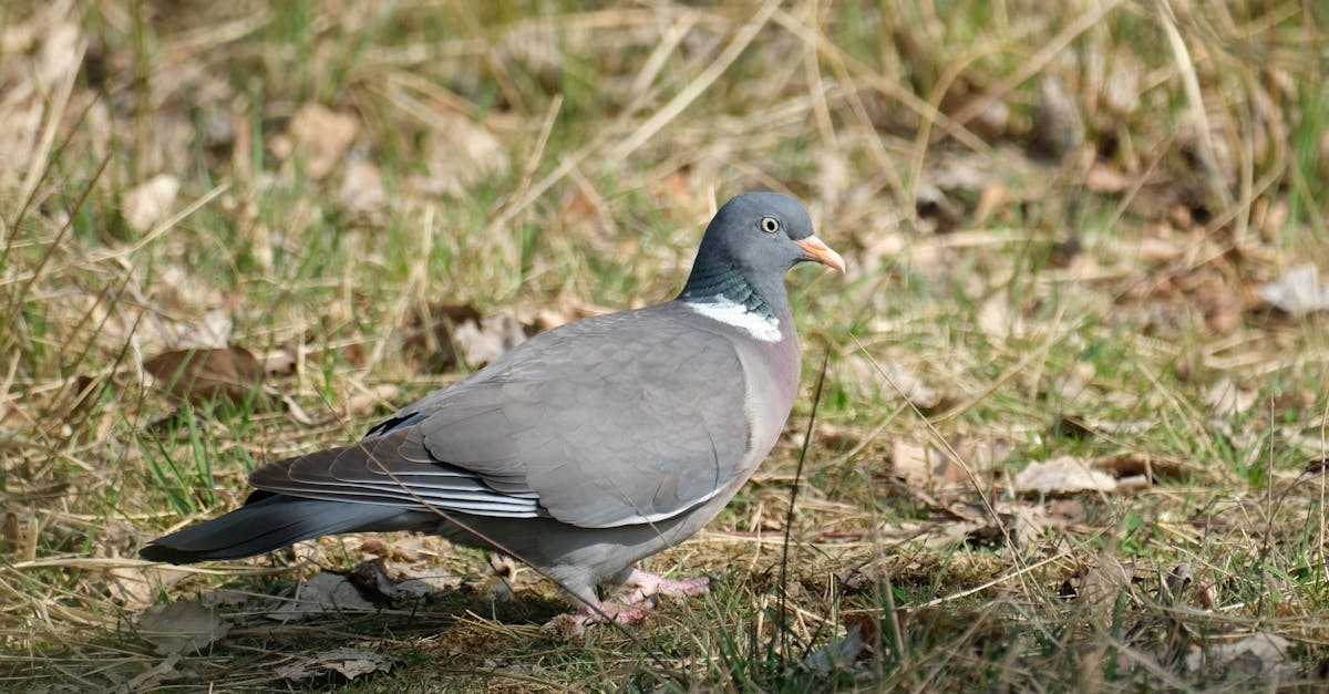 découvrez l'importance de la biodiversité pour notre planète, les menaces qui pèsent sur elle et les actions nécessaires pour la protéger et préserver les écosystèmes. explorez comment chaque espèce joue un rôle crucial dans le maintien de l'équilibre naturel.