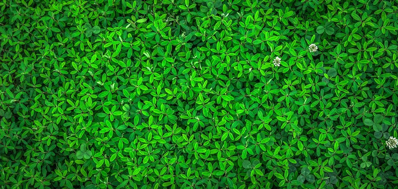 découvrez un guide complet sur les festivals éco-friendly : initiatives durables, conseils pour profiter d'événements respectueux de l'environnement, et adresses incontournables pour vivre la fête autrement.