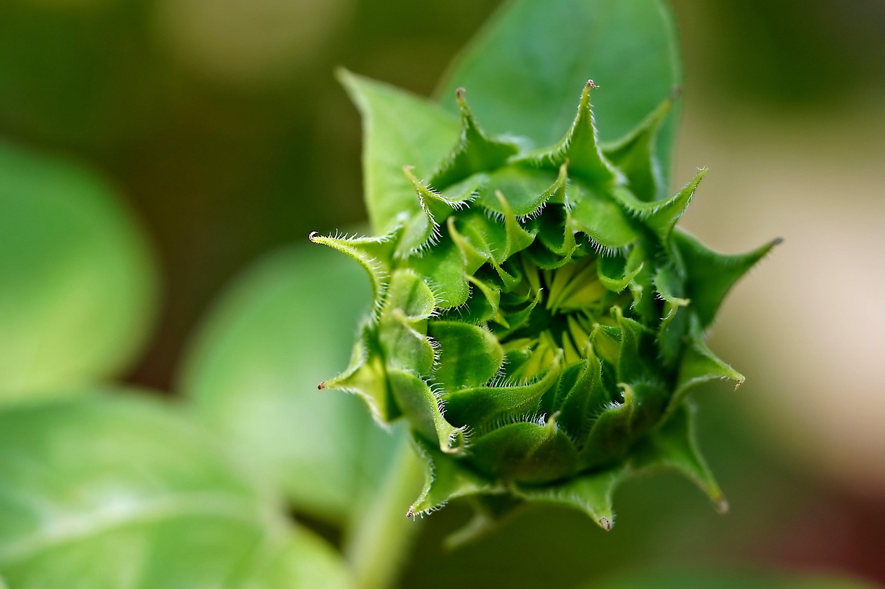 découvrez comment créer un jardin biologique sur votre balcon pour cultiver des plantes saines et naturelles, même en espace réduit.