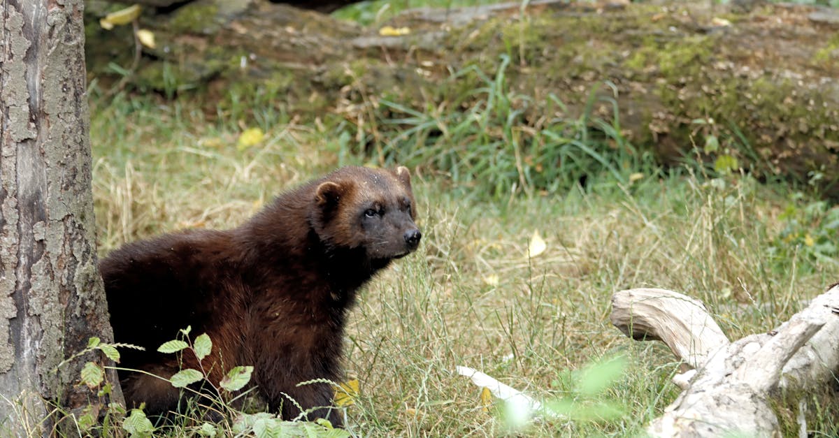 découvrez l'importance de la biodiversité pour notre planète, les menaces qui pèsent sur elle et les actions nécessaires pour la préserver. explorez la richesse des espèces et des écosystèmes et apprenez comment chacun peut contribuer à protéger notre environnement.