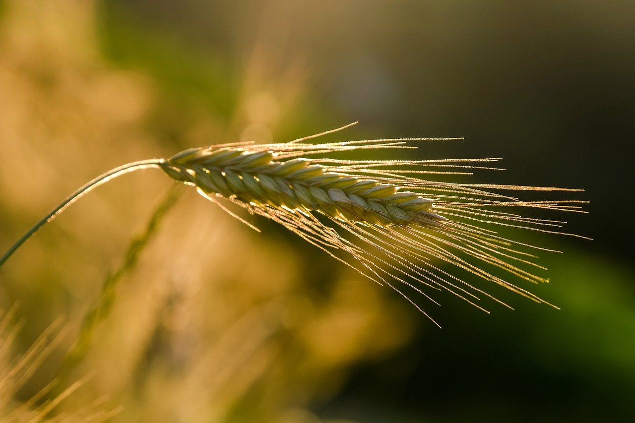 découvrez l'agriculture durable, une approche innovante qui préserve l'environnement tout en garantissant une production alimentaire responsable. explorez des pratiques écoresponsables, l'utilisation efficace des ressources et le bien-être des communautés agricoles.