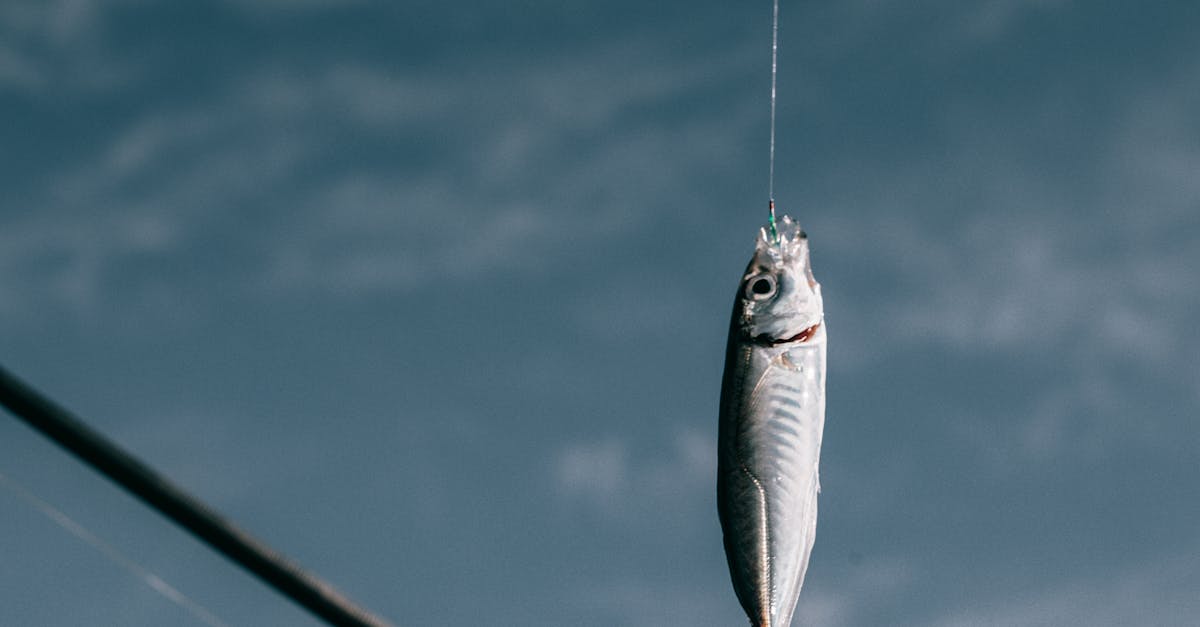 découvrez les pratiques de la pêche durable, qui préservent nos écosystèmes marins tout en garantissant des ressources pour les générations futures. apprenez comment choisir des produits de la mer responsables et soutenir un avenir écologique.