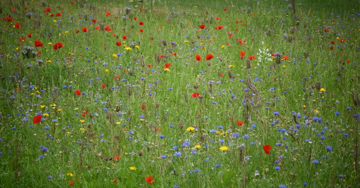 découvrez l'importance de la biodiversité, ses enjeux pour l'environnement et les actions nécessaires pour préserver la richesse de notre planète. engagez-vous pour un avenir durable en défendant la variété des espèces et des écosystèmes.