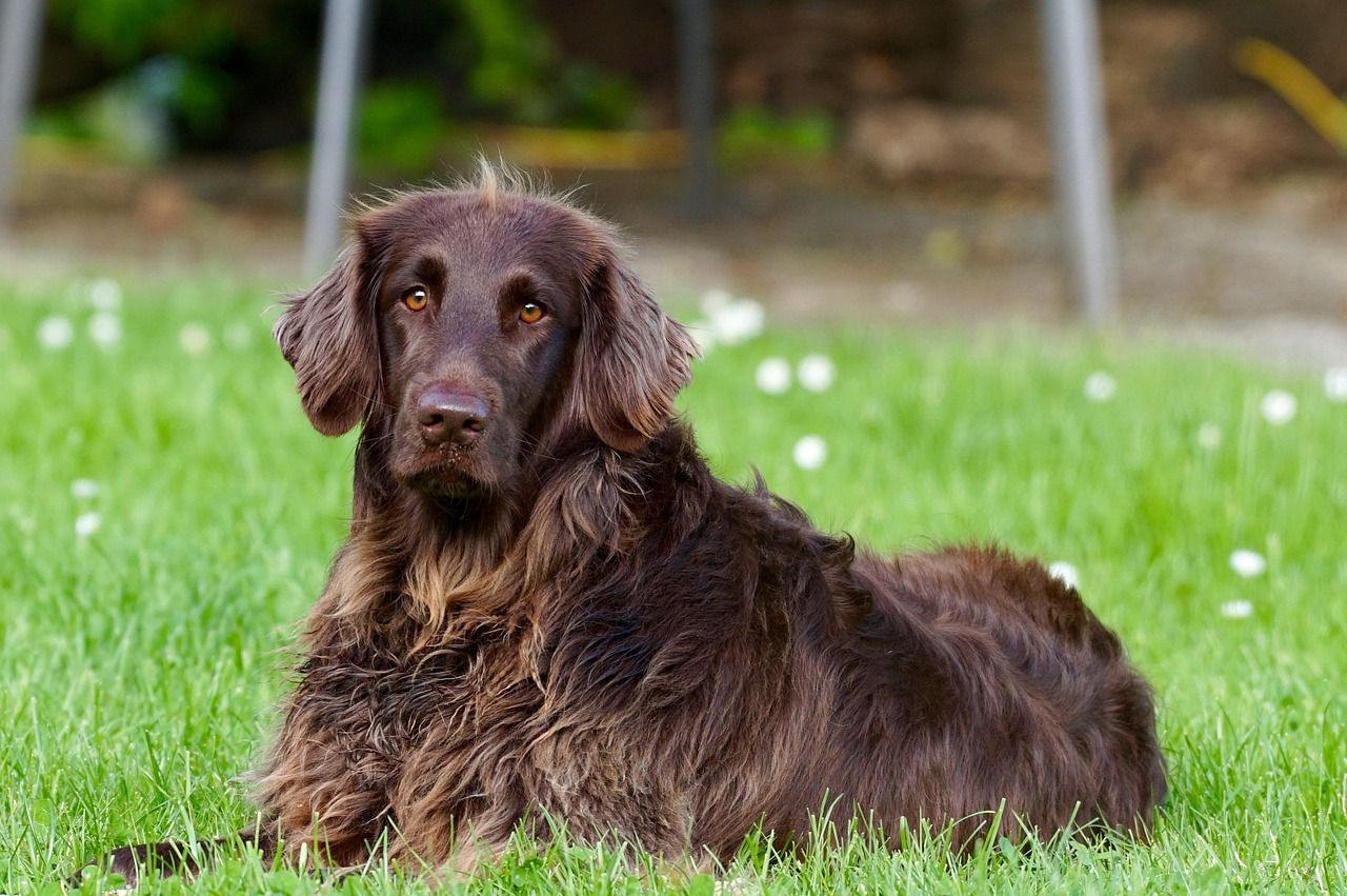 découvrez l'univers fascinant des chiens : leur éducation, leur comportement, les différentes races et des conseils pour prendre soin de votre compagnon à quatre pattes.