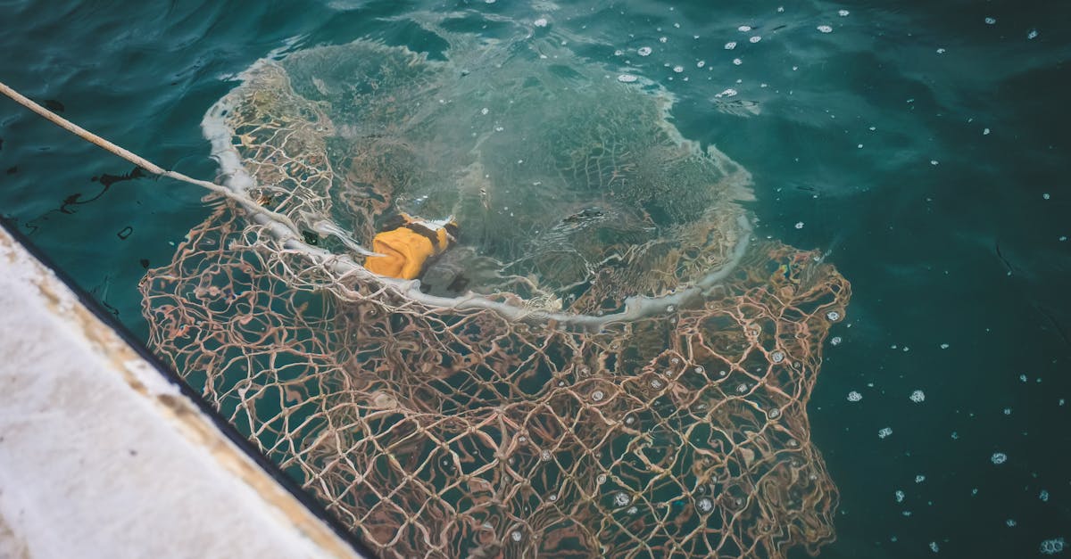 découvrez les pratiques de la pêche durable qui préservent les écosystèmes marins tout en soutenant les communautés locales. apprenez comment des méthodes responsables contribuent à la biodiversité et à la santé des océans.