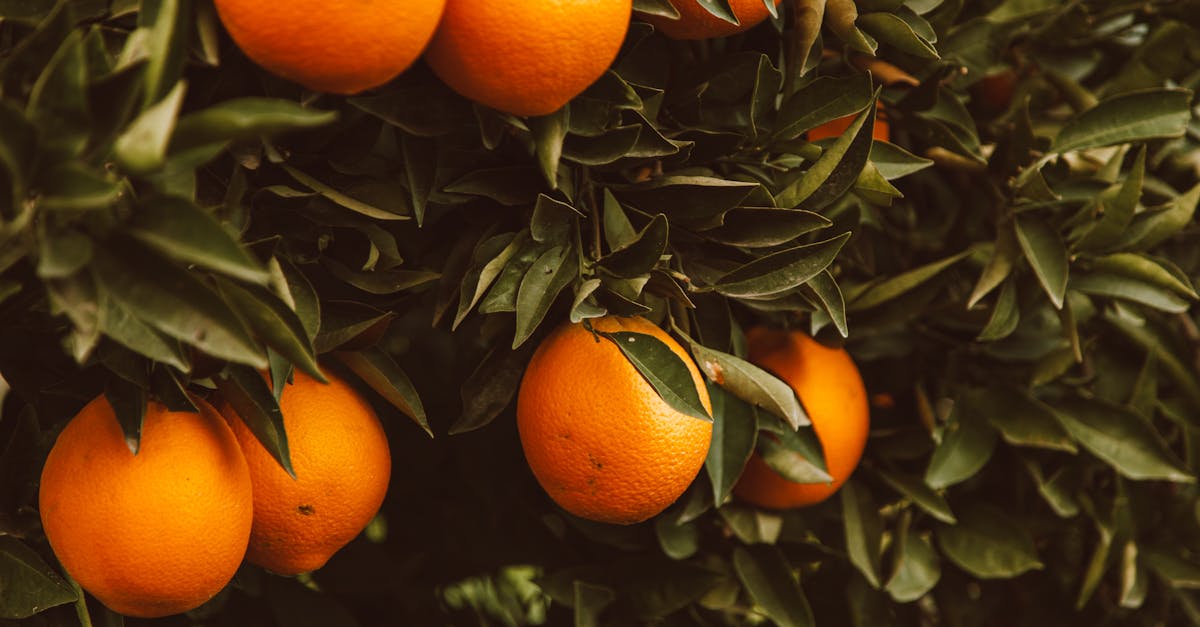 découvrez des systèmes alimentaires durables qui allient respect de l'environnement et nutrition équilibrée. apprenez comment ces pratiques peuvent transformer notre rapport à l'alimentation tout en préservant les ressources de notre planète.