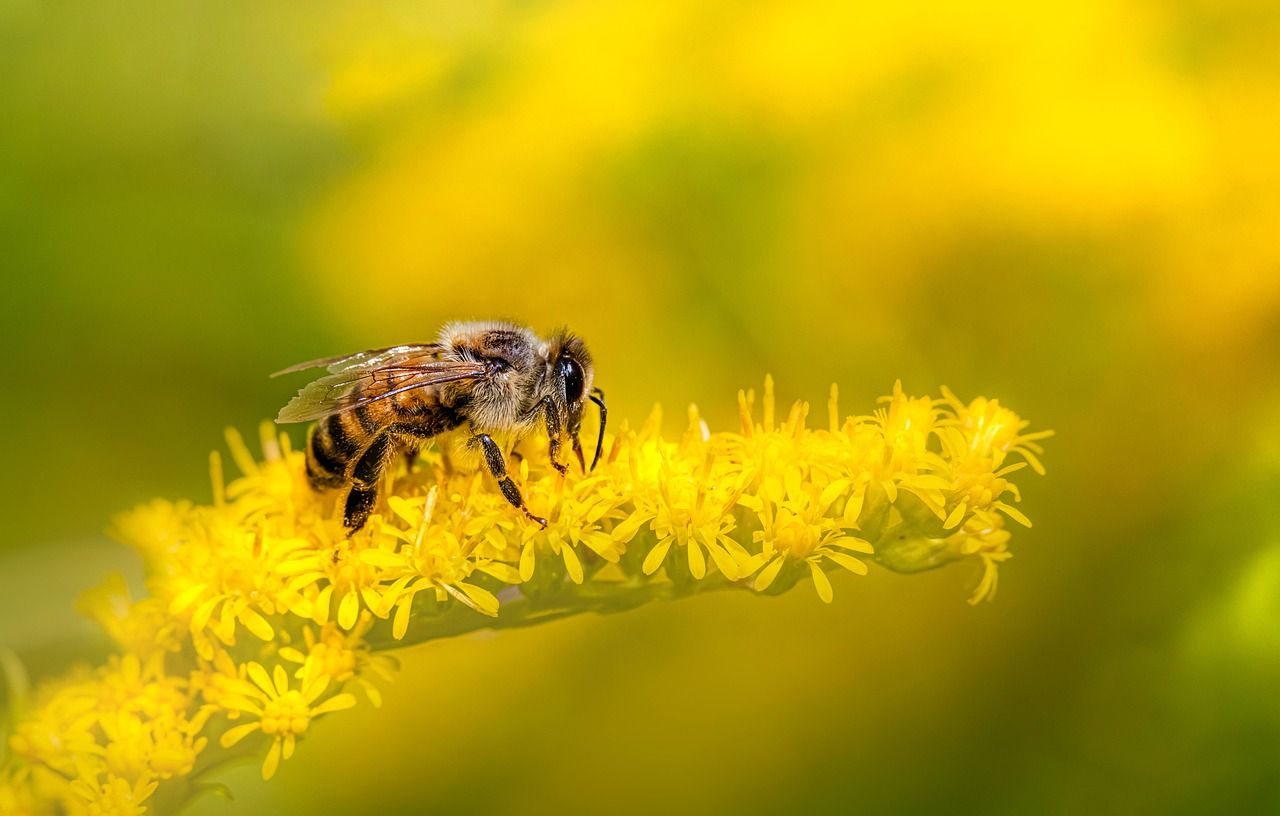 découvrez nos bee wraps écologiques, une alternative naturelle au film plastique pour conserver vos aliments tout en réduisant les déchets.