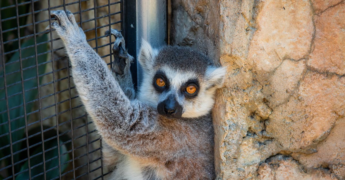 découvrez les enjeux et les impacts de la perte de biodiversité. cet article explore les causes, les conséquences environnementales et sociales, ainsi que les solutions pour préserver notre écosystème. informez-vous sur l'importance de la diversité biologique pour la planètes et les actions nécessaires pour la protéger.