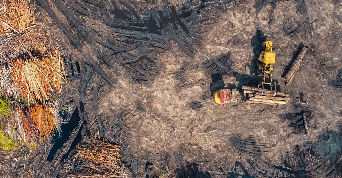 découvrez les enjeux cruciaux de la déforestation, ses impacts sur l'environnement, la biodiversité et le climat, ainsi que les solutions pour préserver nos forêts et protéger notre planète.