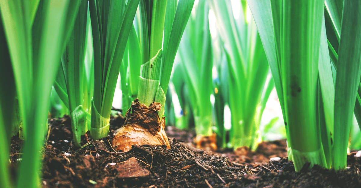 découvrez les pratiques de l'agriculture durable, qui allient respect de l'environnement, rentabilité économique et responsabilité sociale. apprenez comment ces méthodes innovantes préservent les ressources naturelles tout en répondant aux besoins alimentaires croissants.