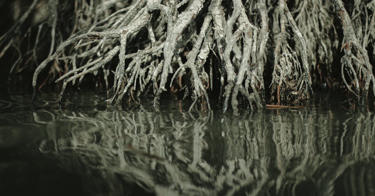 découvrez l'importance de la préservation du climat et les actions essentielles à mettre en œuvre pour protéger notre planète. apprenez comment chacun peut contribuer à un avenir durable et combattre le changement climatique grâce à des gestes quotidiens.