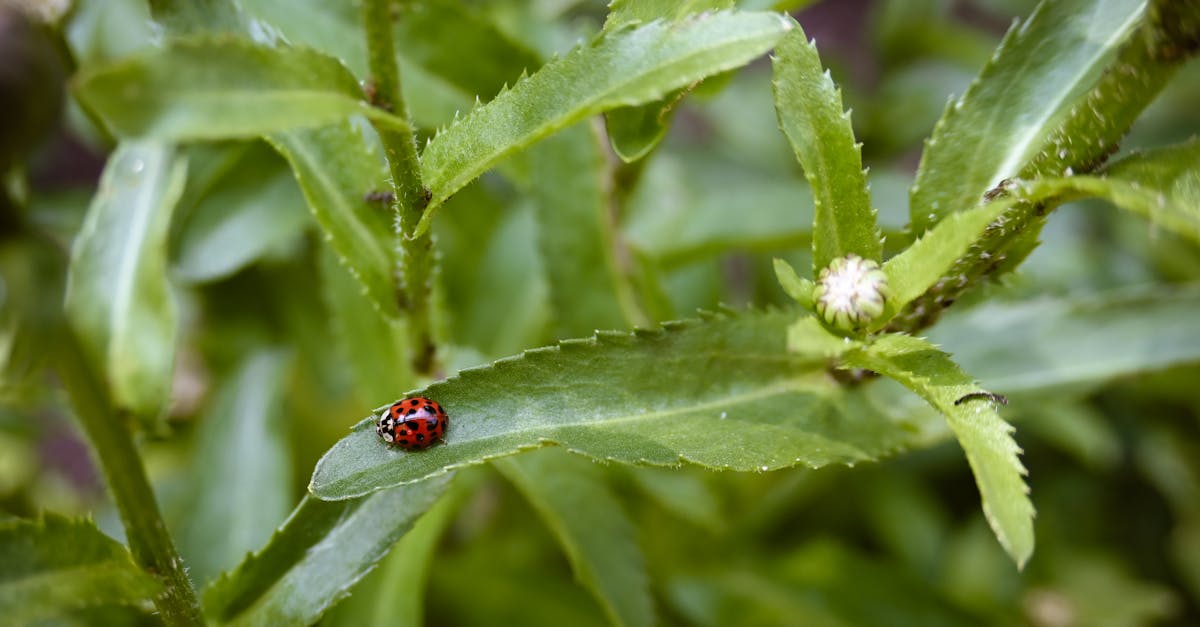 découvrez l'importance de la biodiversité pour notre planète, son rôle essentiel dans l'équilibre des écosystèmes et les actions nécessaires pour la protéger. explorez les richesses de la faune et de la flore qui façonnent notre environnement.