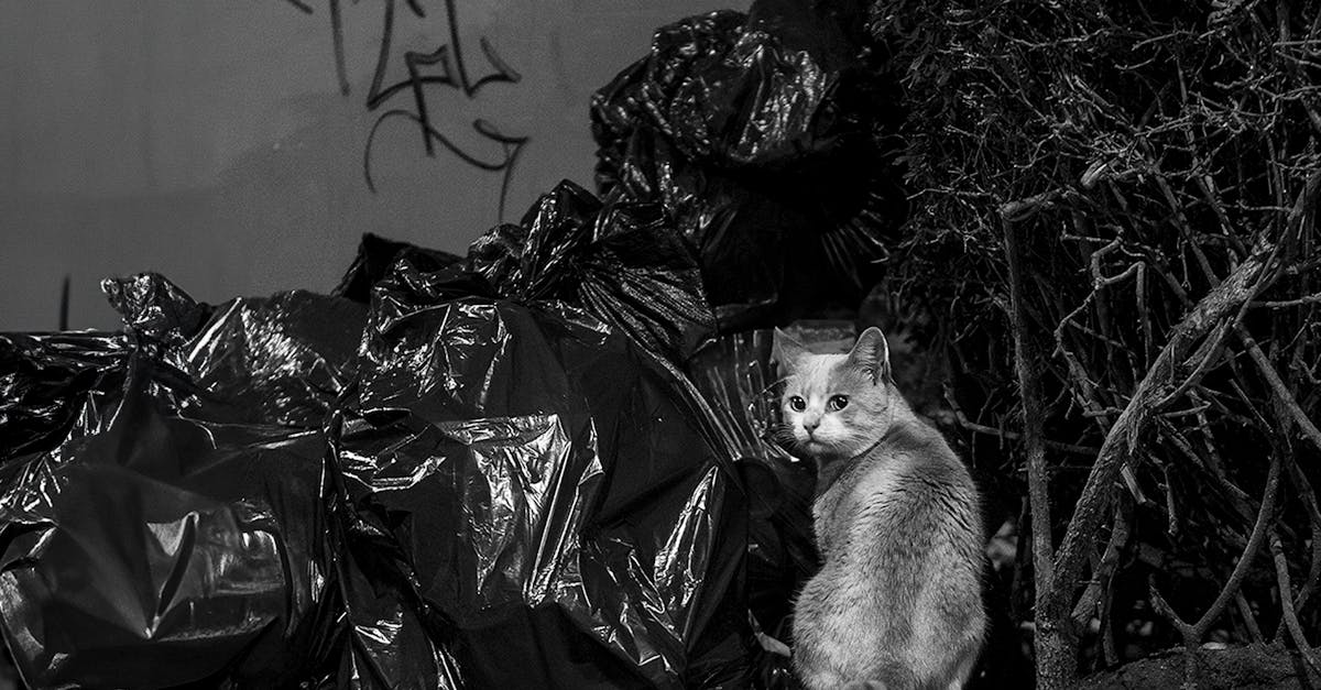 découvrez des stratégies efficaces de prévention des déchets pour réduire votre impact environnemental. apprenez à adopter des pratiques durables et à minimiser le gaspillage au quotidien.