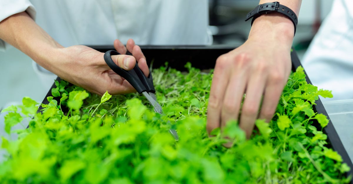 découvrez l'importance de la durabilité et comment des pratiques respectueuses de l'environnement peuvent transformer notre avenir. explorez des solutions innovantes pour un mode de vie durable, engagez-vous pour préserver notre planète.