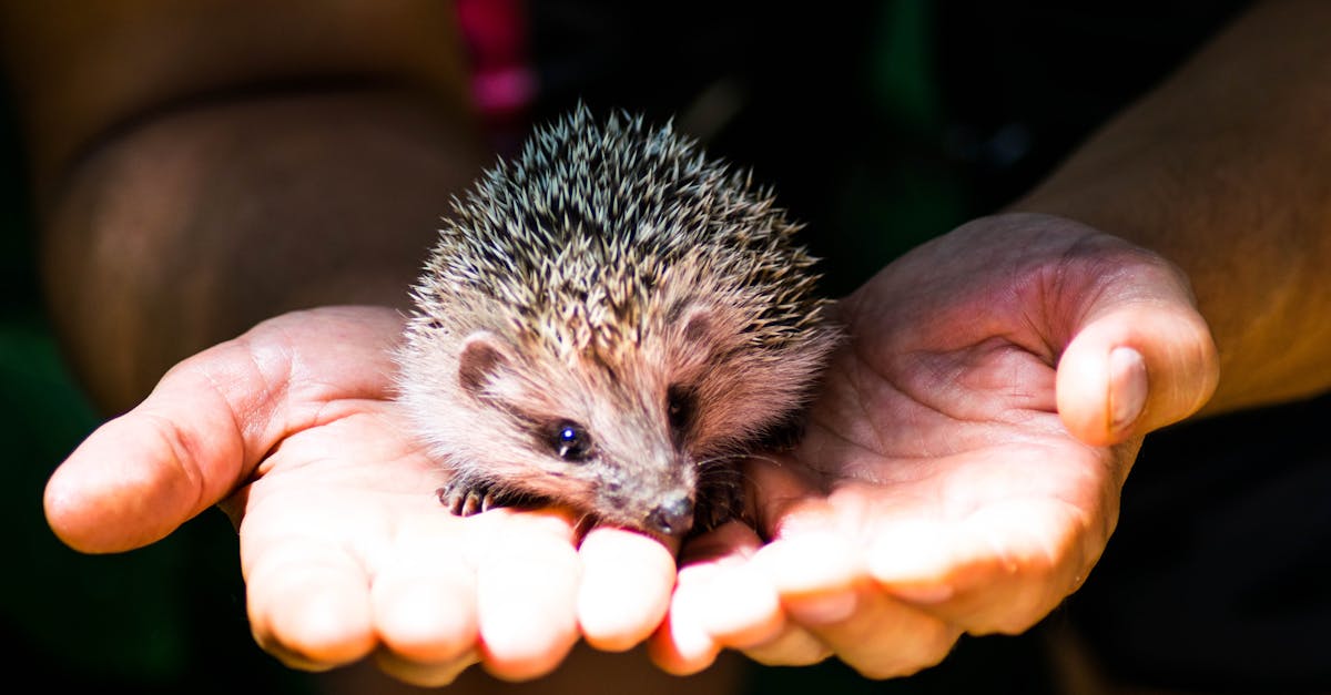 découvrez l'importance de la protection des forêts pour la biodiversité et l'environnement. apprenez les initiatives et les actions nécessaires pour préserver ces écosystèmes vitaux.