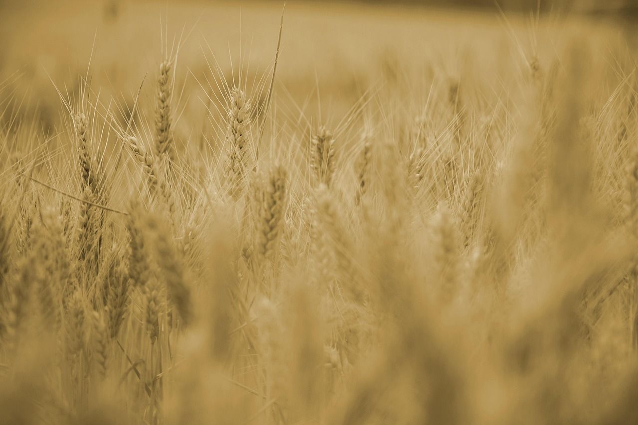 le carbon farming est une pratique agricole durable visant à capturer le dioxyde de carbone dans les sols pour lutter contre le changement climatique tout en améliorant la fertilité des terres.