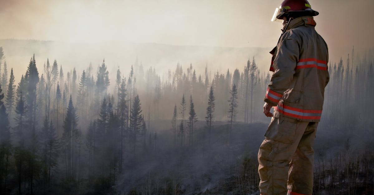 Protection des forêts : enjeux et solutions pour un avenir durable
