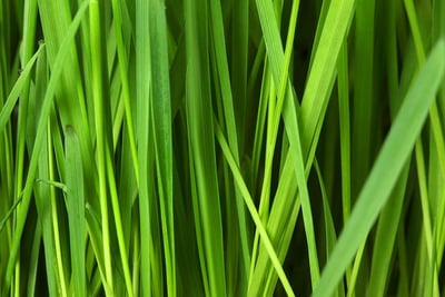 Greenwashing : comment reconnaître les pratiques trompeuses des entreprises éco-responsables