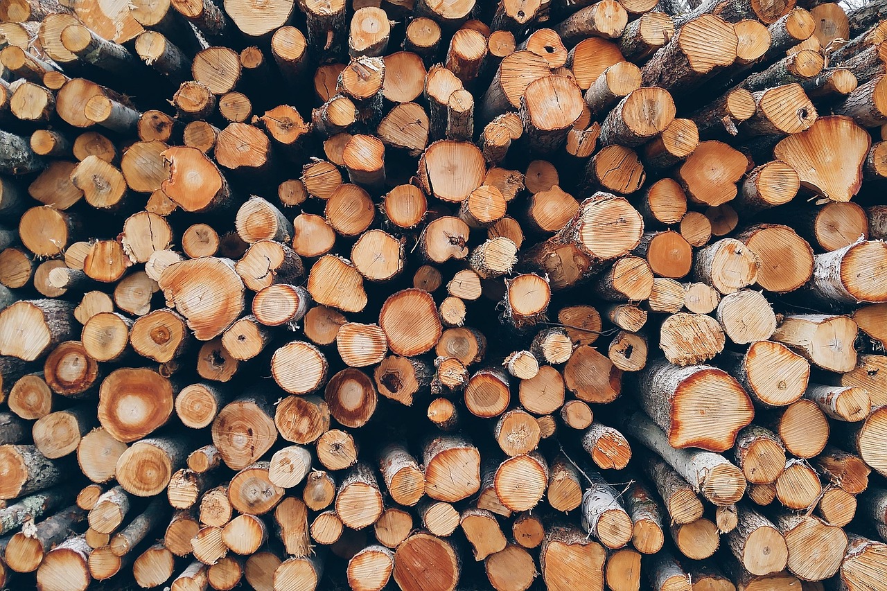 Brésil : L’Amazonie en 2025 enregistre la plus faible déforestation jamais constatée