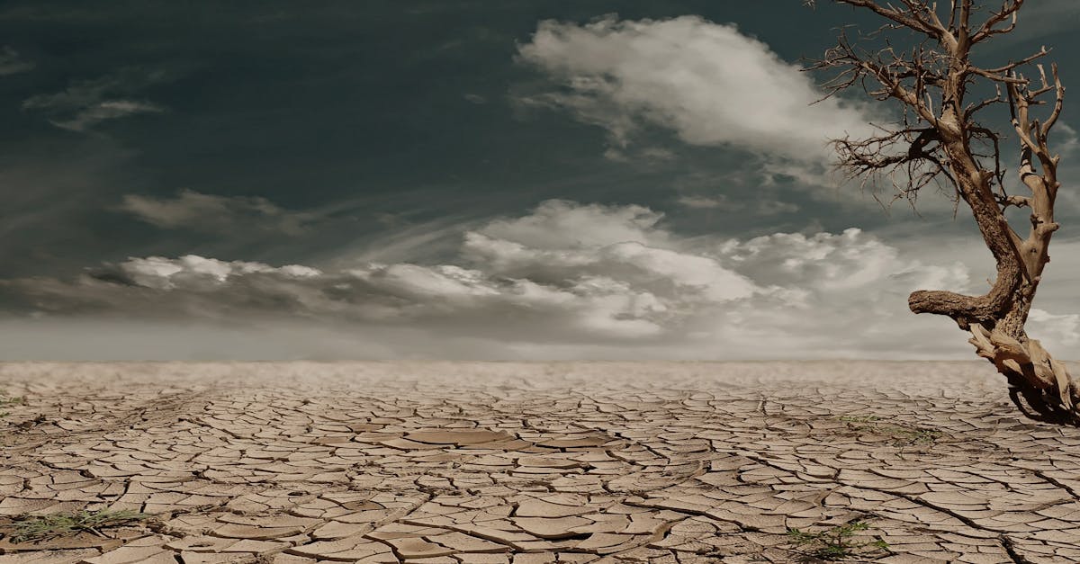 Adaptation climatique : stratégies innovantes pour faire face aux défis de demain