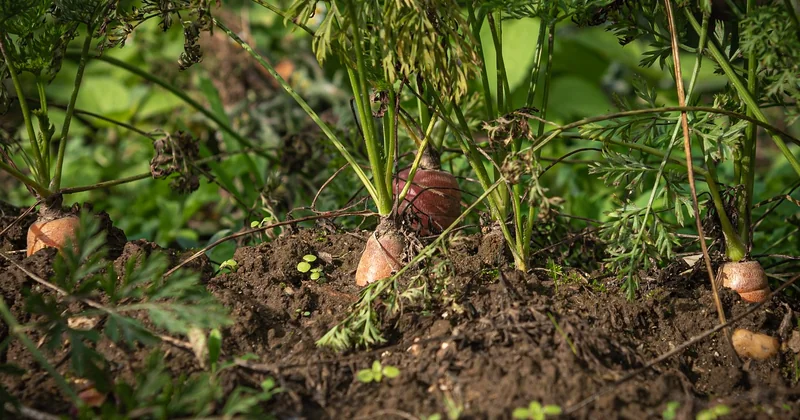 Adapter l'agriculture française : ce qui marche vraiment