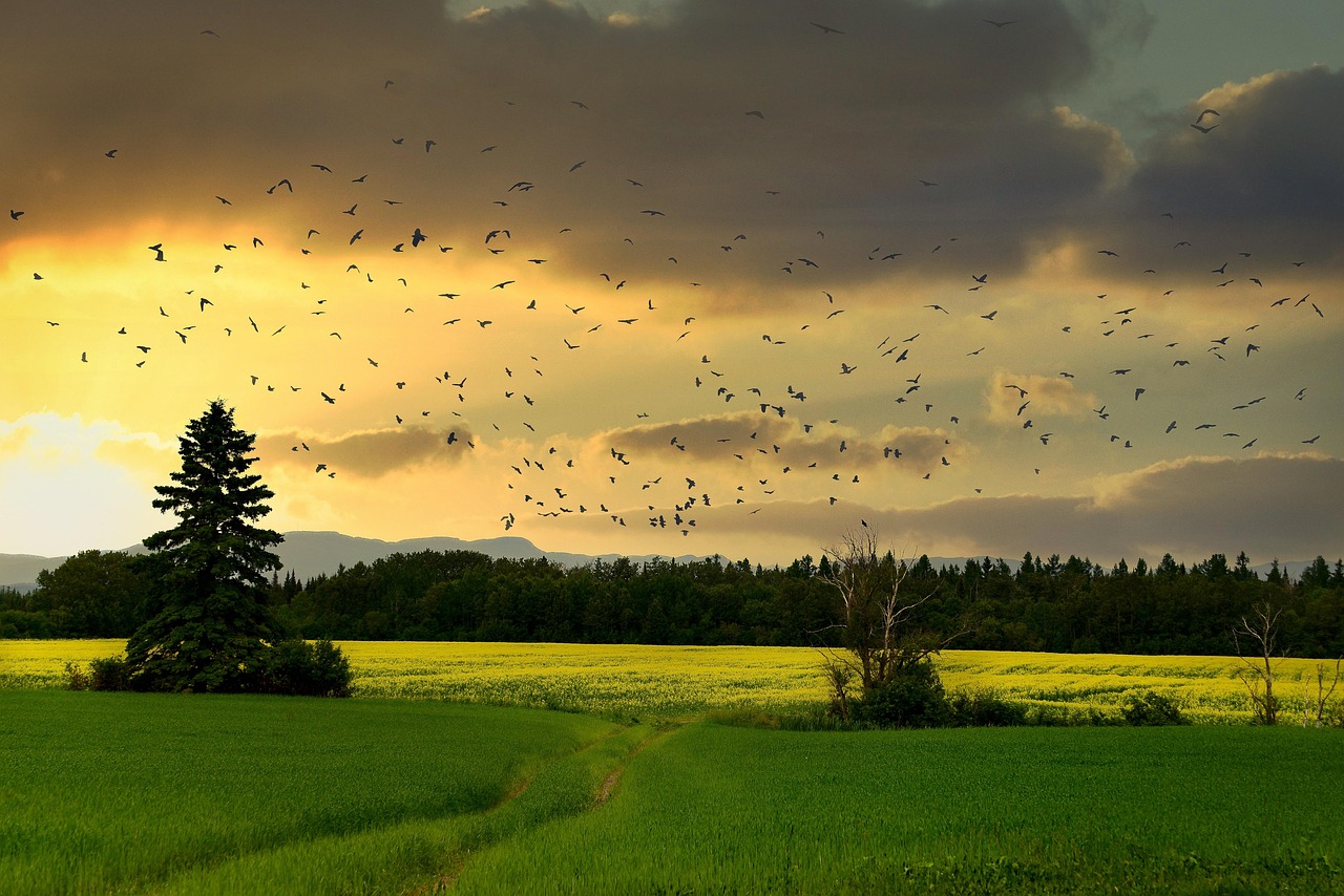 Les enjeux de la biodiversité et du bilan carbone dans les projets renouvelables