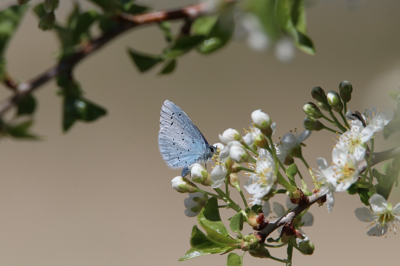 La biodiversité et son rôle dans la réduction du bilan carbone