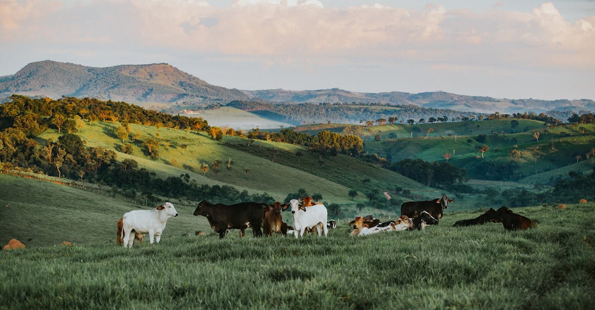 Agroécologie : Une solution durable pour l’avenir de l’agriculture