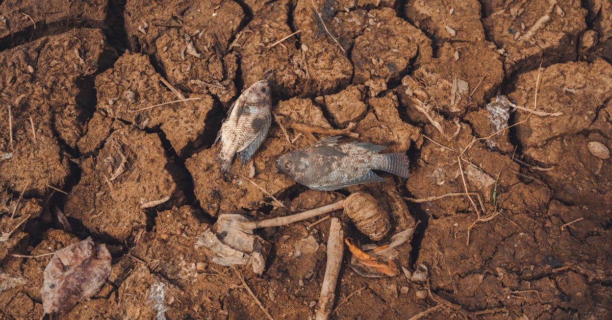 Perte de biodiversité : Comprendre les enjeux et agir pour la planète