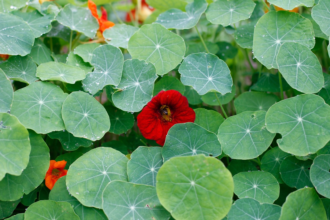 Potager urbain permaculture : astuces et conseils pour réussir en ville