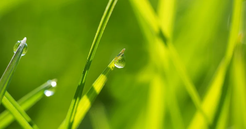 L'adaptation au climat : l'eau de pluie et les restrictions