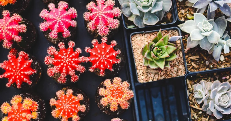 Choisir des plantes qui survivent sans vous