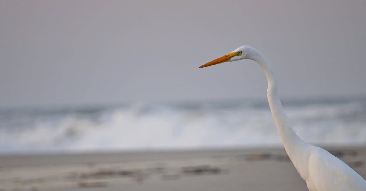 Protection de la faune : stratégies essentielles pour préserver notre biodiversité