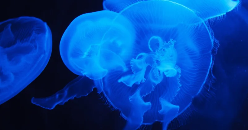 Quelles conséquences concrètes sur les animaux marins