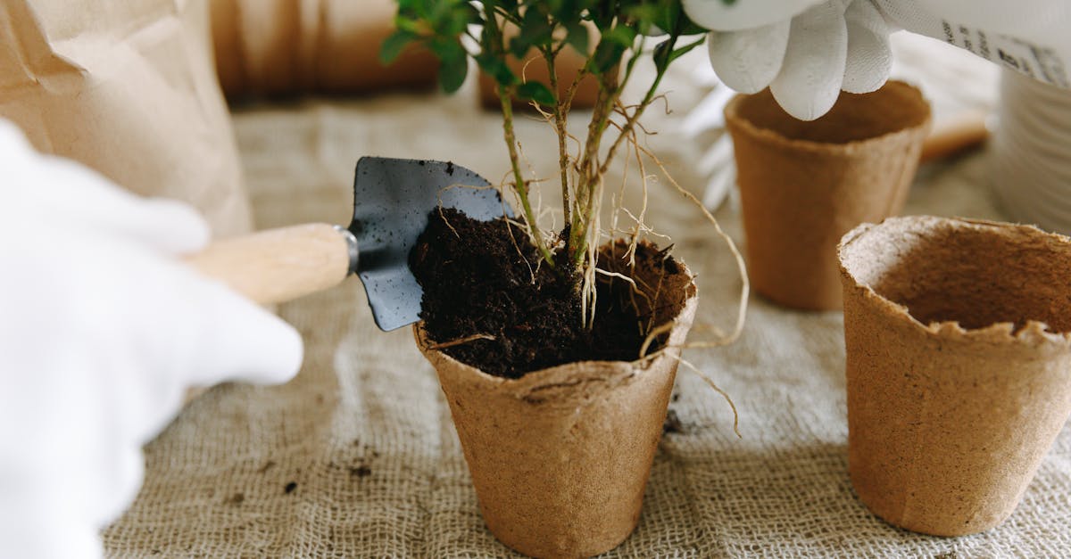 Reforestation : Des solutions innovantes pour restaurer nos écosystèmes
