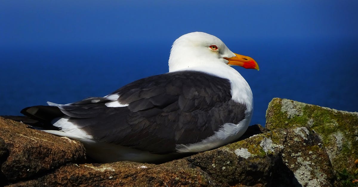 Écosystèmes : Comprendre leur importance pour la biodiversité et la durabilité