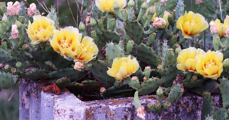Comment adapter son jardin à la sécheresse : 7 solutions simples