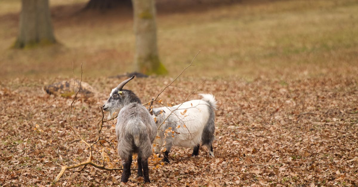 Agriculture durable : des pratiques innovantes pour un avenir écologique