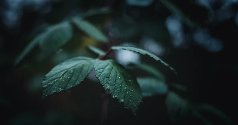 Adapter son jardin à la sécheresse : les questions qu'on me pose